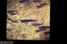 Original 3D Stereo Realist Slide #A51 FISH