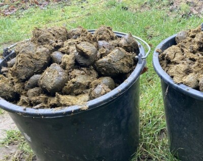 Obstbaum Dnger 3 Liter Flssigdnger Aus Pferdepfeln  Bio Naturdnger  Pferdedung Fr Pflanzen