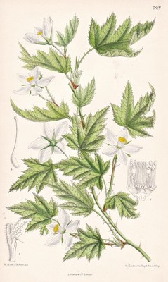 Rubus Palmatus Japan China Botanik flower botany lithograph Curtis 7801