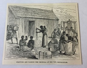 1885 magazine engraving ~ STRIPPING AND PACKING ORCHILLA AT NOS VEY, Madagascar