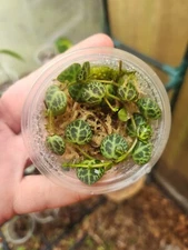 Peperomia Prostrata - String Of Turtles 🐢 Starter Plant Prop Cup
