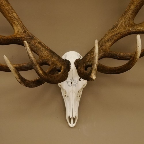 Rameau De Cerf 32 Écarts Capital Cerf Monstre Cerf H 115 Cm Cerf Rameau - Imagen 9 de 10