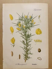 1886 ANTIQUE PICTURES LITHOGRAPH ART PRINT BOTANY FLOWER FLORA NATURE DECO PO...