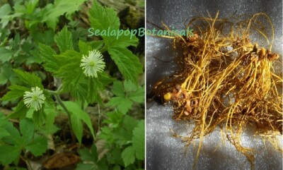 #ad 10 XL Goldenseal Roots Fresh Dug Superior Northern Root For Garden or Medicinal $16.98