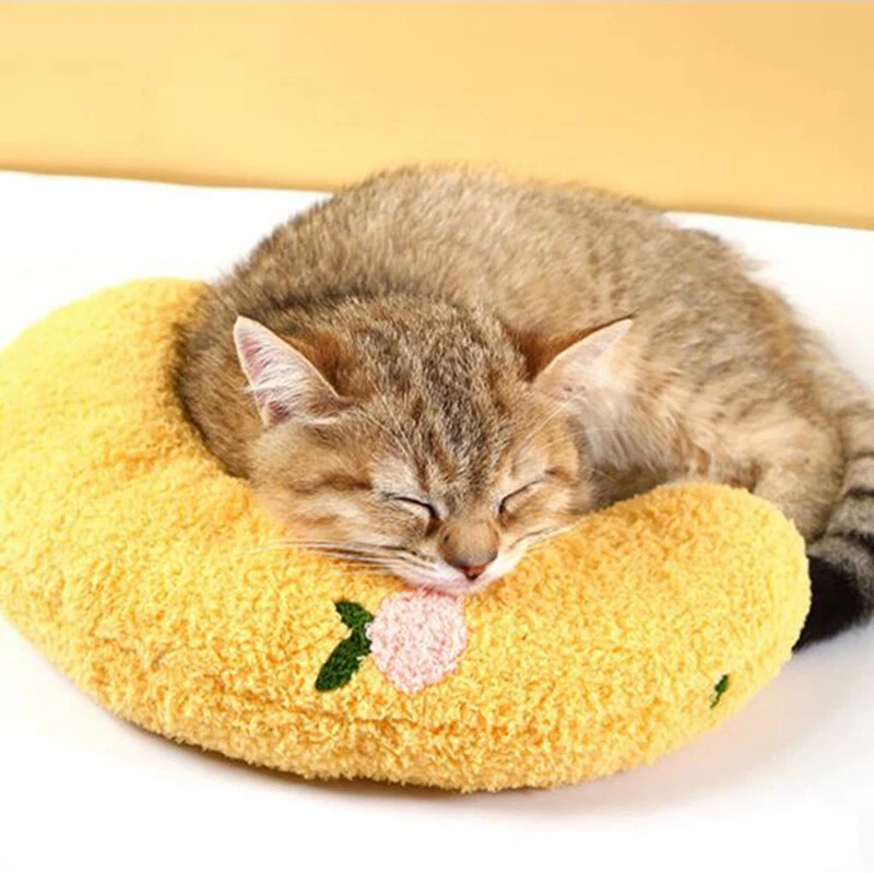 Cat top on pillow