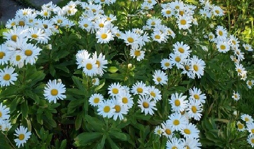 DAISY Crazy Daisy Earrings - Blue – Backcountry Sunrise