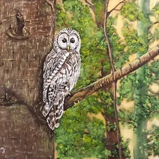 New, The Ural Owl - 11 X 14