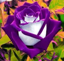 10 White Purple Rose Seeds Flower Bush Perennial Shrub Flowers Seed 264 US SELLE