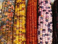 Mountain Indian Corn Seeds for Planting - 100 Seeds to Grow