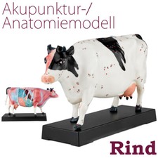 Akupunktur Anatomie Figur TCM Modell Kuh Rind Muskelmodell MedMod