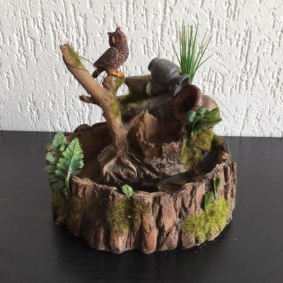 pre bonsai for sale Chinese Elm
