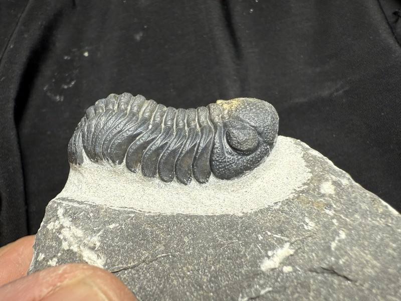 Killer Morocops Barrandeops trilobite fossil From the Devonian of Morocco