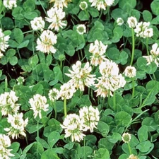 White Dutch Clover Cover Crop Seeds | NON-GMO | Heirloom | Fresh Flower Seeds