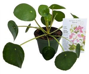Live-Chinese-Money-Plant-Pilea-peperomioides-034-Pot-Pack-of-Money-Plant-Seeds