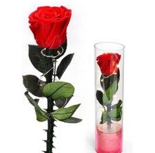 Rose Gifts For Women Flowers Rose In Plastics LED Light Up Wedding Party Decor