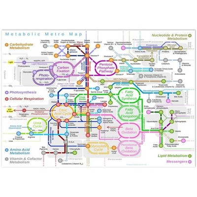 Metabolic Metro Map Biochemistry Pathways Science Chart Poster