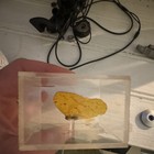 Yellow Butterfly/Moth Specimen in Clear Resin Display Case Block — photo 5