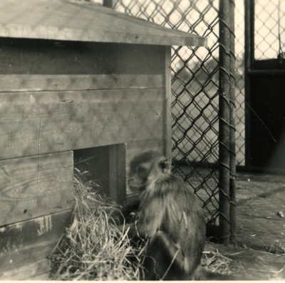 Vintage Photo Monkey in Zoo Cage 1950s Rhesus Macaque  Wooden House Straw