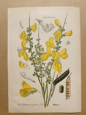 1886 ANTIQUE PICTURES LITHOGRAPH ART PRINT BOTANY FLOWER FLORA NATURE DECO PO...