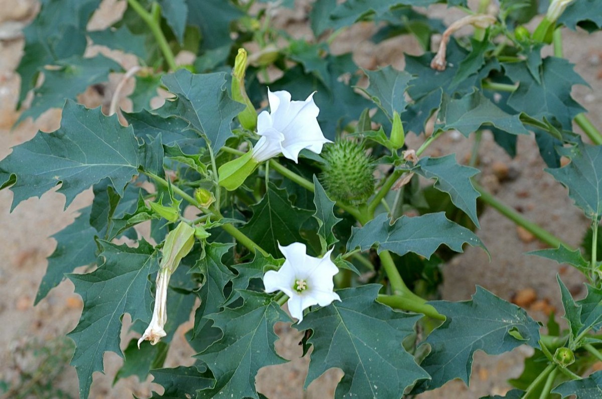 Datura stramonium FRAGRANT WHITE FLOWERS - Seeds! | eBay