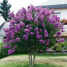 20 SEEDS for Violet Purple CRAPE MYRTLE rare flower exotic tree plant USA Seller
