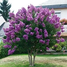 20 SEEDS for Violet Purple CRAPE MYRTLE rare flower exotic tree plant USA Seller