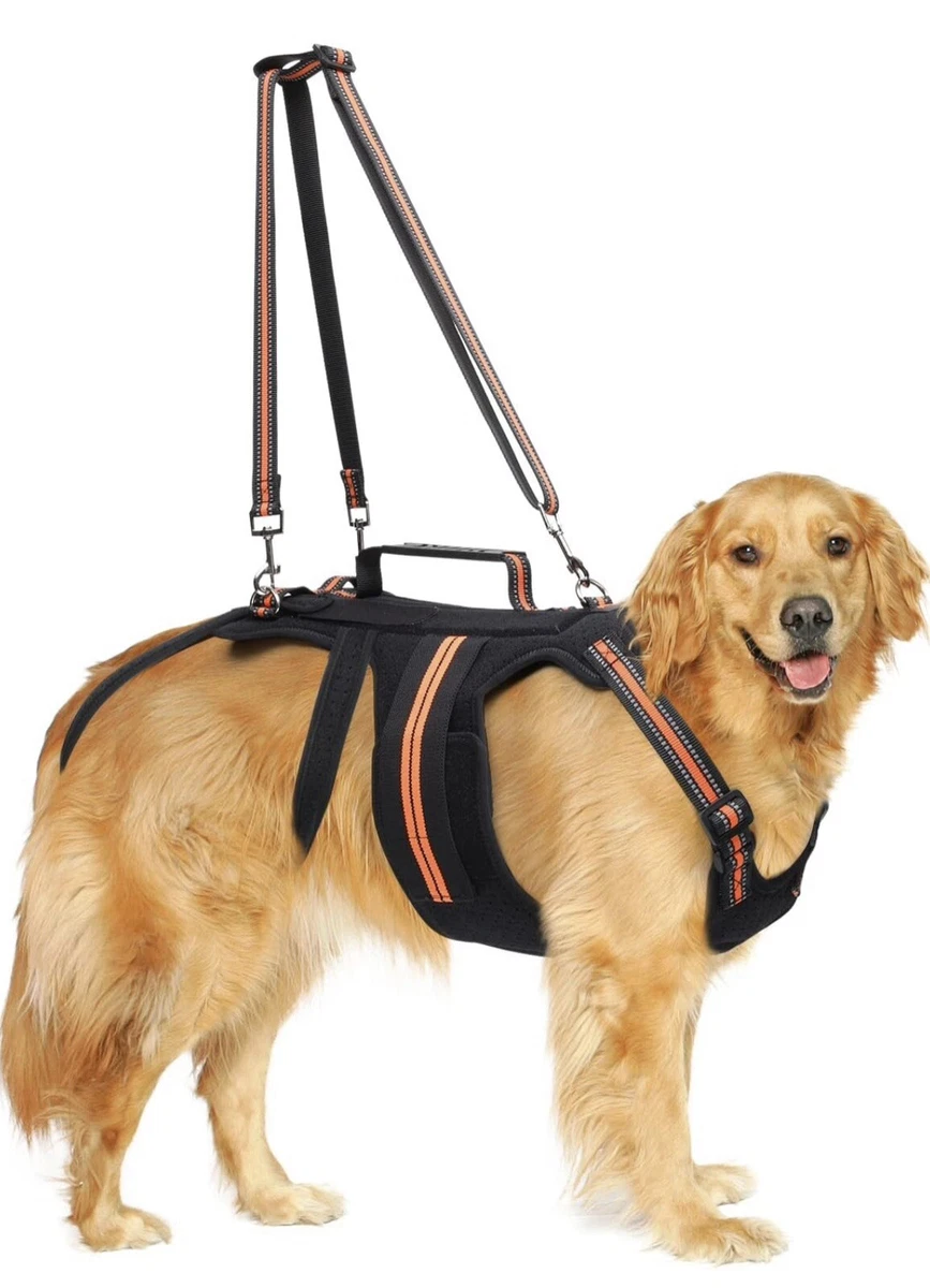 Neck brace for top dog with herniated disc