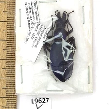 Carabidae, Carabus erwini erwini, female, A1, China