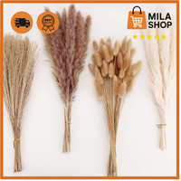 Pampasgras Deko 100 Stueck Bunny Tails Schilfgras Hochzeit Boho Trockenblumen