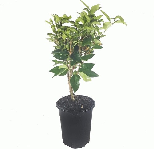 Curled Leaf Privet | Live Quart Size Plant | Ligustrum Japonicum... - Picture 6 of 6