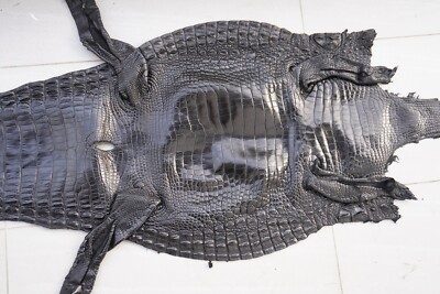 Black Genuine Crocodile Skin Leather Hide Exotic Pelt taxidermy