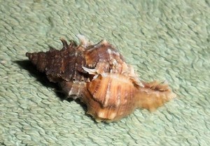 Special Collection Sale BL RFM 82492 Murex Chicoreus dunni Petuch 1987 31.9mm F+