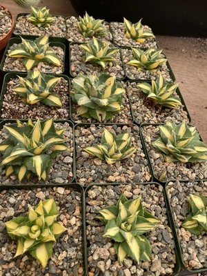 Agave Isthmensis 'Ohi Raijin Shiro Nakafu' yellow Variegated - 4  Pot