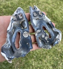 Agatized Corral Specimen From Tampa Florida 2 Piece Geode