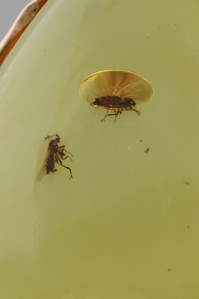 Colgante ÁMBAR BÁLTICO Genuino Oro 14K 3 Inclusiones de Insectos Fósiles 4.6g 191126-15 Foto 2 de 4