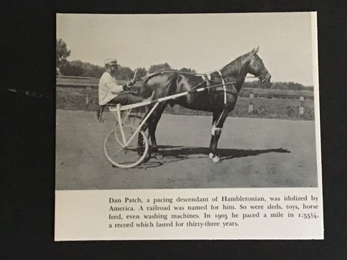 Arnés fotográfico DAN PATCH CAMPEÓN CARRERAS