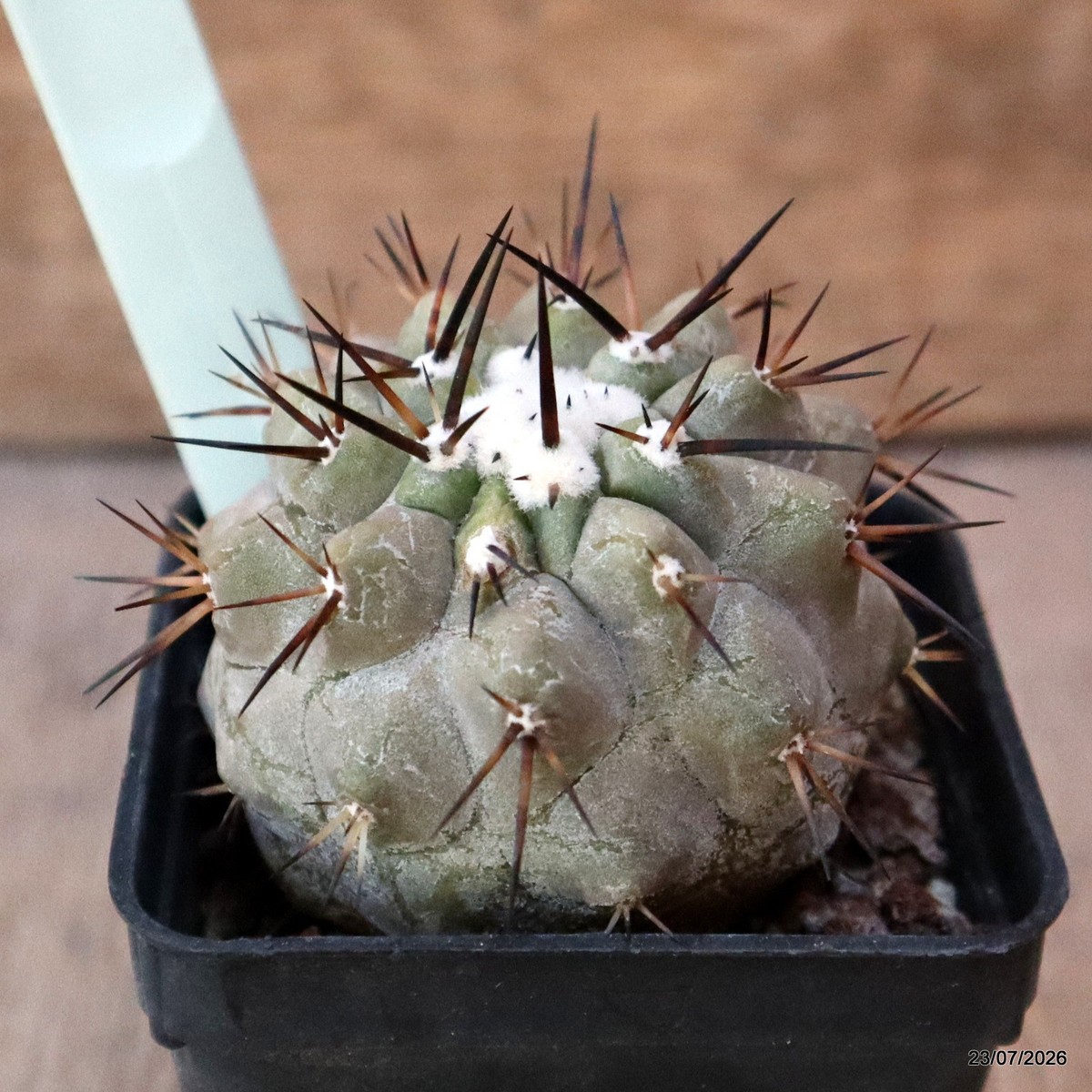 D3087 COPIAPOA CINEREA BLACK SPINES pot6-H5-W5,5 cm MaMa Cactus | eBay