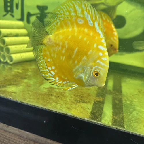Soild Golden Discus 4.5  Inch Tropical Live Fish