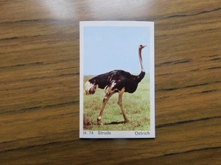 Dandy Gum 1969 Wild Animals H74 Ostrich