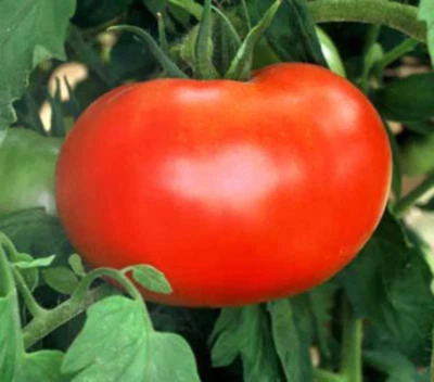 SEEDVILLE USA 500 ACE 55 TOMATO Lycopersicon Lycopersicum Fruit Vegetable Seeds