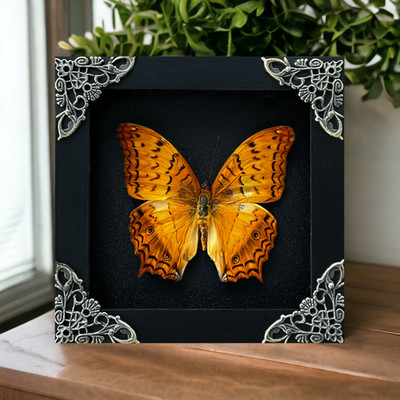 Real Orange Butterfly Taxidermy Framed Pinned Insect Display Case Wall Hanging