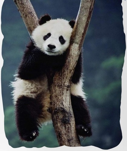 Panda Bär Bettwäsche-Set 135x200 Baumwolle Kinderbettwäsche Pandabär Bettzeug - Bild 2 von 3