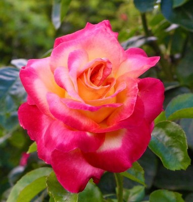 Rosa cv Meilland Pullman Orient Express  - Rose | Gartenrose