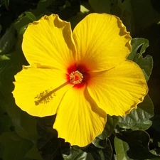 TEQUILA Hardy Hibiscus Plant Yellow Hibiscus Plants 8 to 12 In tall