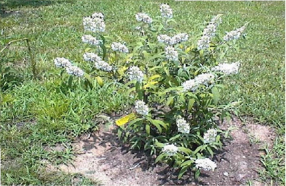 Arbusto perenne mariposa cristal blanco 100 semillas vendedor de EE. UU. Foto 3 de 4