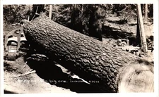 Bringing in a Big One Logging Machinery RPPC Real Photo Postcard 1930-40s