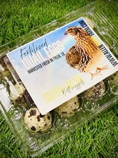 FRESH Coturnix Quail Eggs 24 Fertile Mixed Jumbo Eggs for Hatching