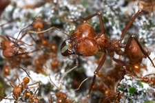 Texana Cephalotes Worker Boosted Colony 1 Queen 300 Workers a lot Of Fungus