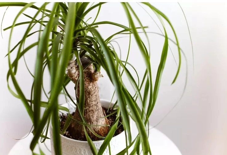 Evergreen Ponytail Palm in 5 gal Pot 3-4ft Tall Indoor Easy Care Bonsai Plant - Image 4 of 4