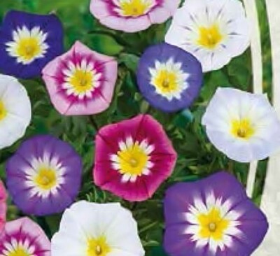 DWARF MORNING GLORY MINOR MIX Convolvulus Tricolor - JAHRESBLUME blau weiß